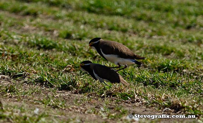 Banded Lapwing