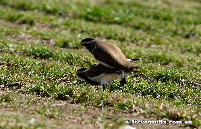 Banded Lapwing