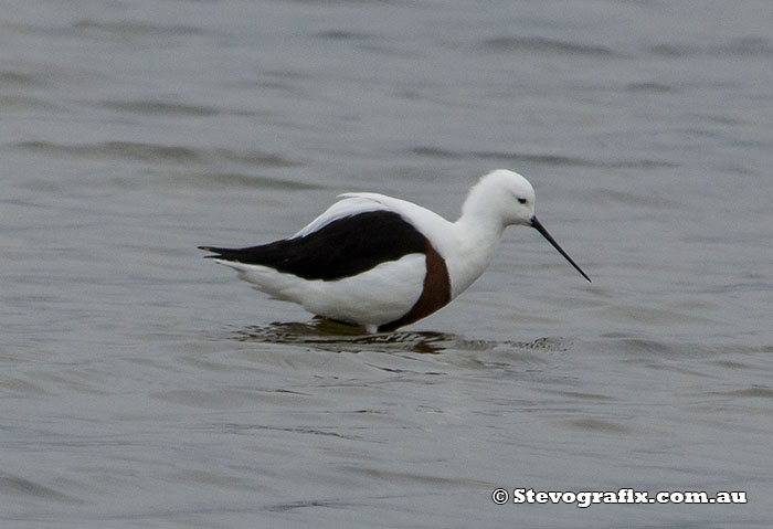 Banded Stilt