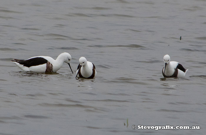 Banded Stilts