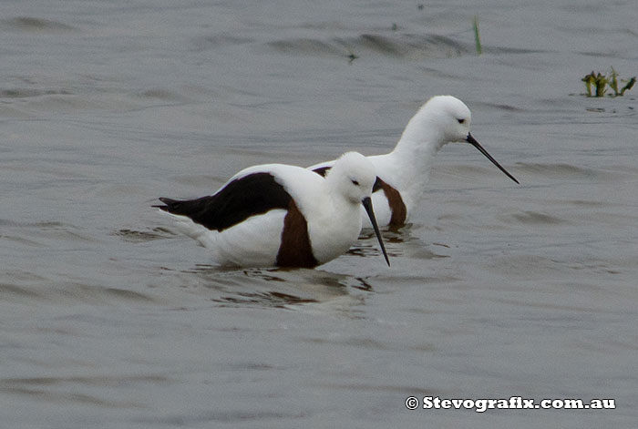 Banded Stilts