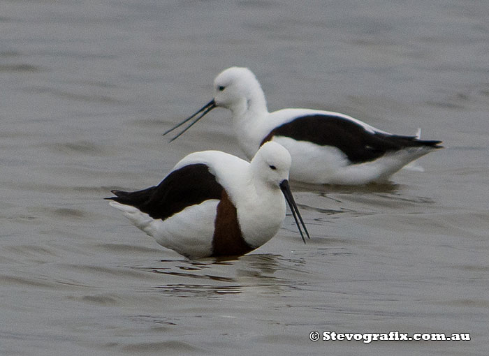 Banded Stilts