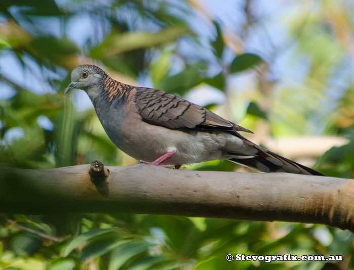 Bar0shouldered Dove