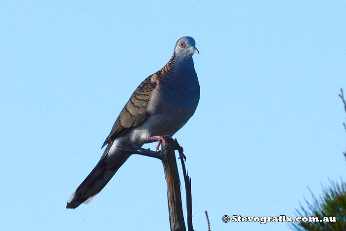 Bar-shouldered Dove