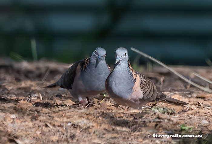 Bar-shouldered Doves