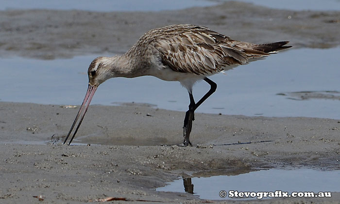 Bar-tailed Godwit