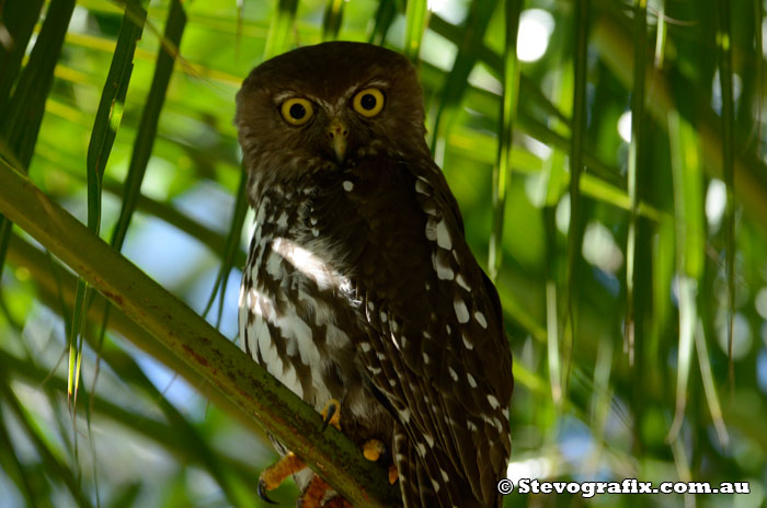 Barking Owl