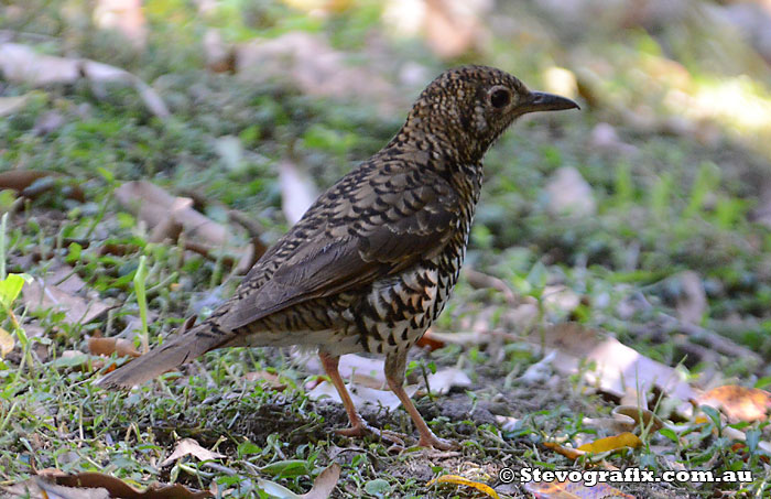 Bassian Thrush