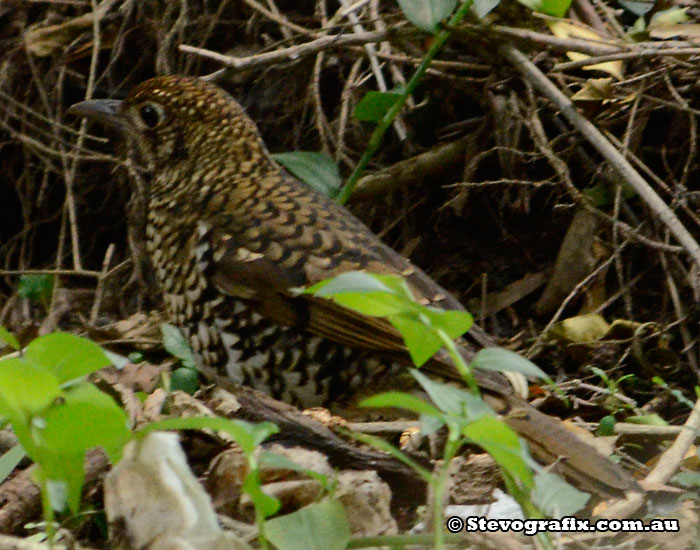 Bassian Thrush