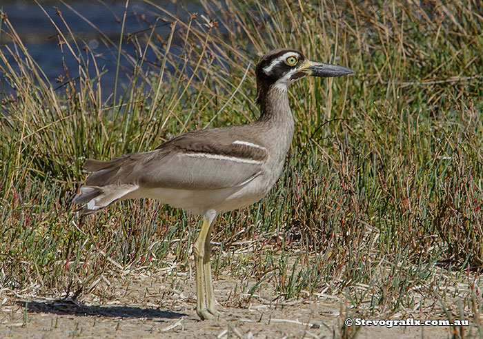 Beach Stone-curlew