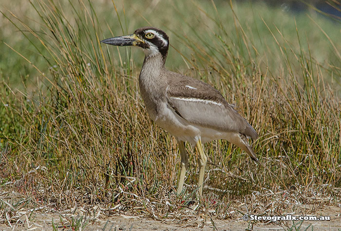 Beach Stone-curlew