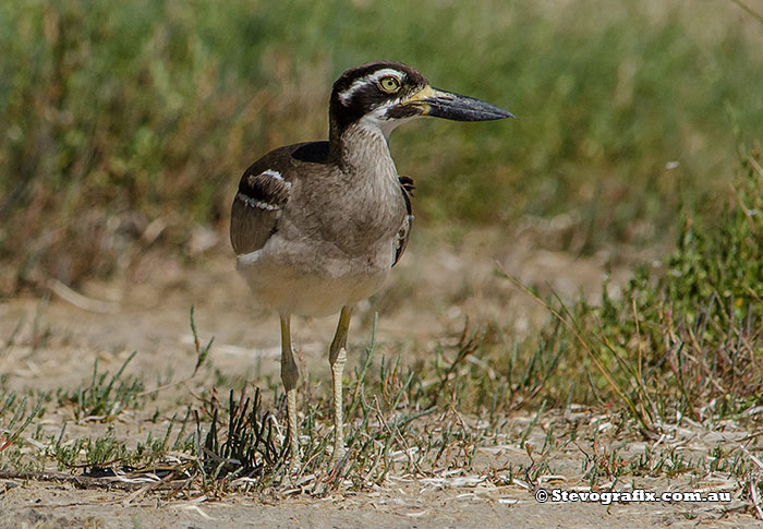 Beach Stone-curlew