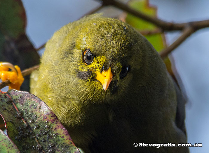 Bell Miner close-up