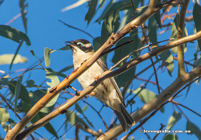 Black-chinned Honeyeater