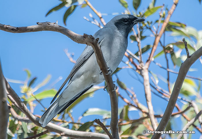 Black-faced Cuckoo-shrike