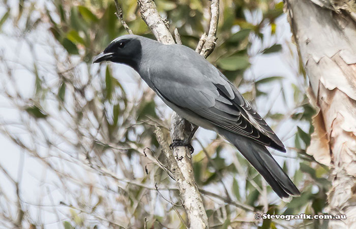 Black-faced Cuckoo-shrike