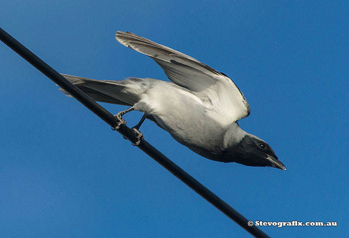 Black-faced Cuckoo-shrike