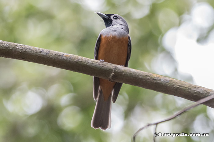 Black-faced Monarch