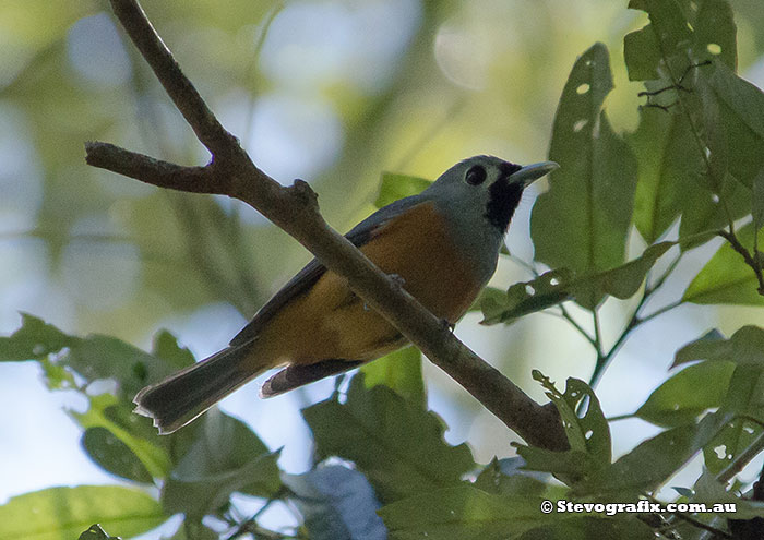 Black-faced Monarch