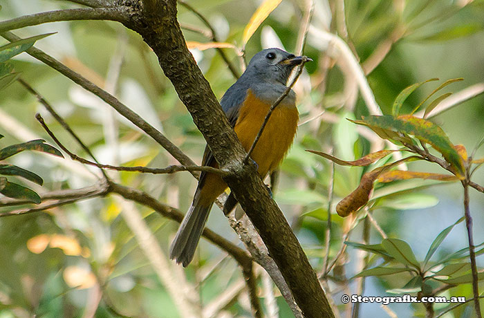 Black-faced Monarch