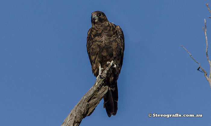 Black Falcon