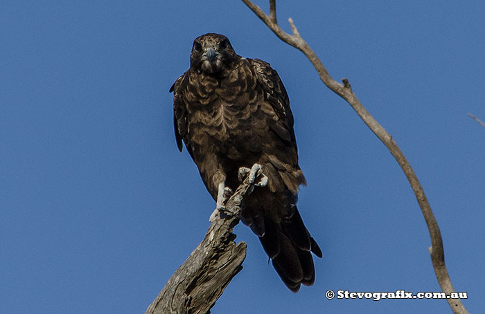 Black Falcon