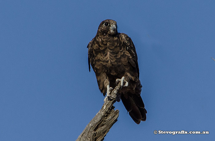 Black Falcon