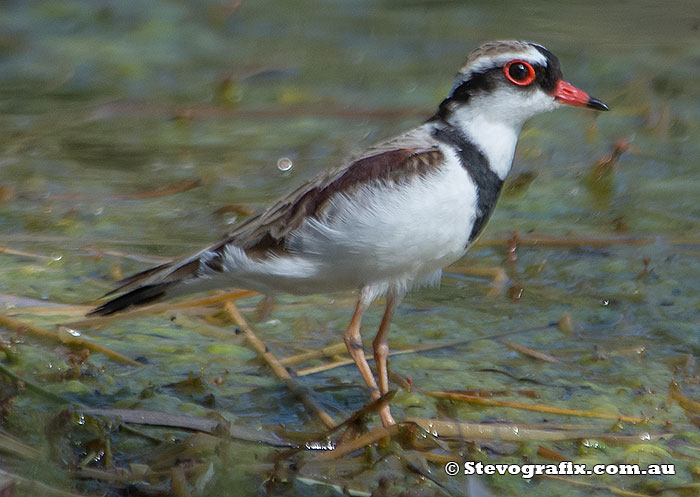 Black-fronted Dotterel