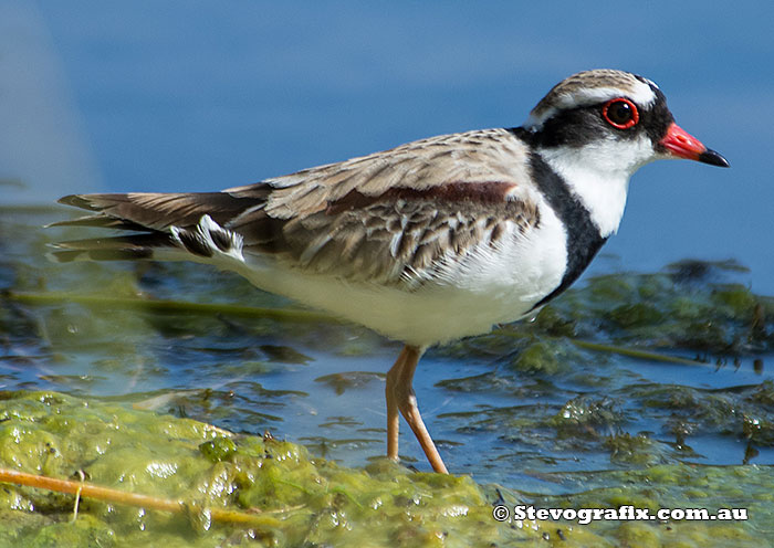 Black-fronted Dotterel