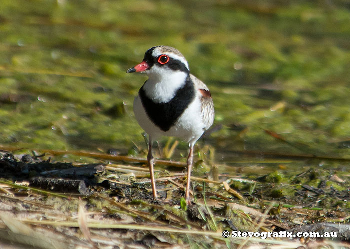 Black-fronted Dotterel