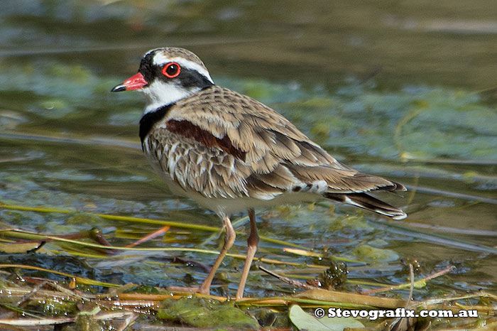 Black-fronted Dotterel