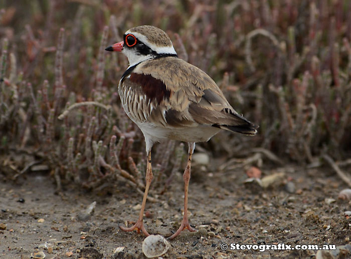 Black-fronted Dotterel