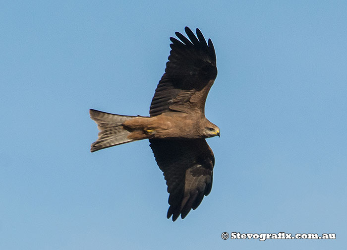 Black Kite in flight