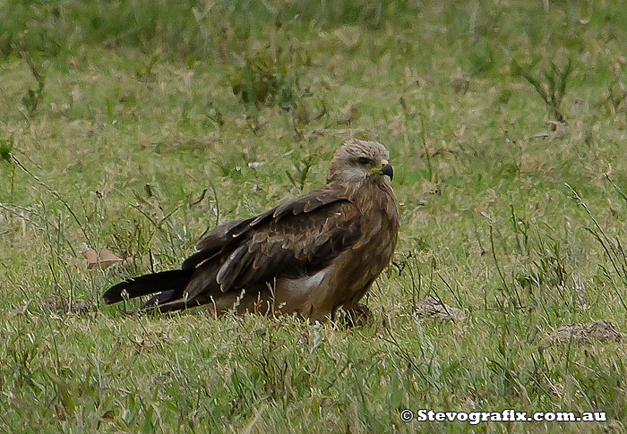 Black Kite in field