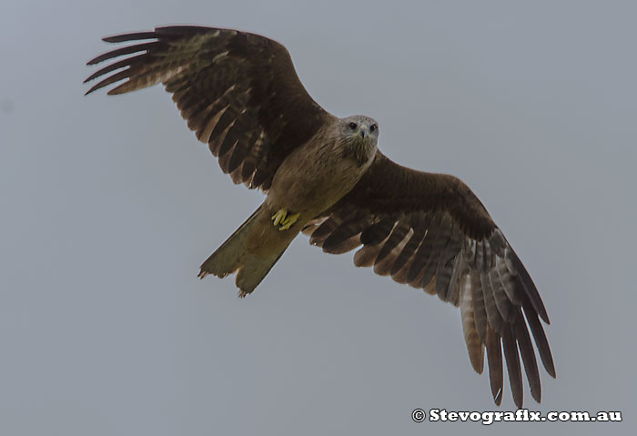 Black Kite in flight