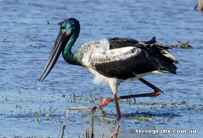 Black-necked Stork