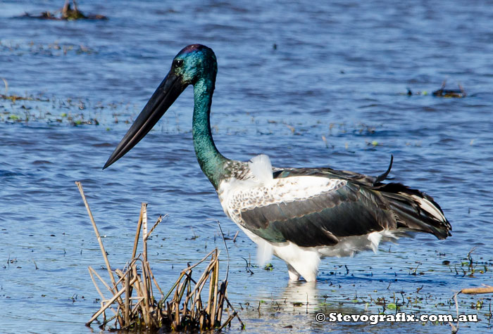 Black-necked Stork