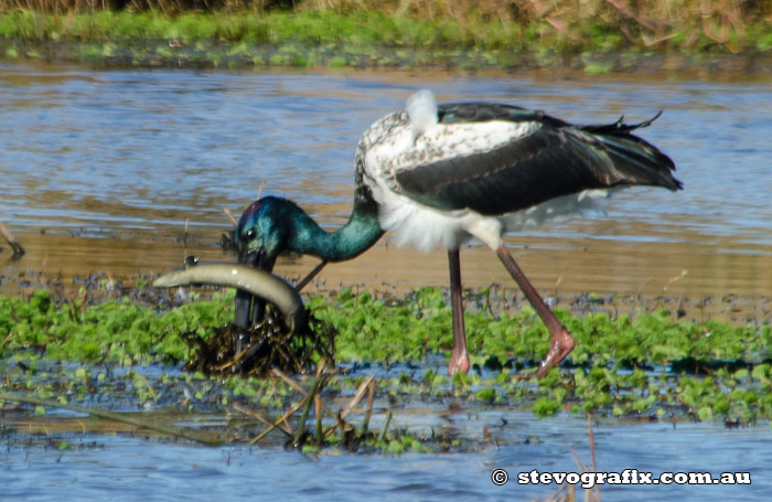 Black-necked Stork