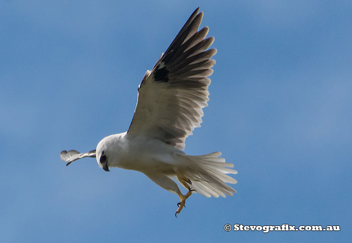 Black-shouldered Kite