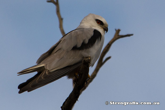 Black-shouldered Kite