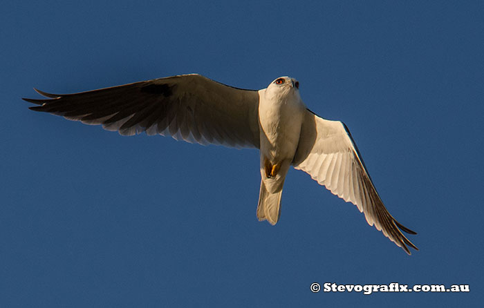 Black-shouldered Kite