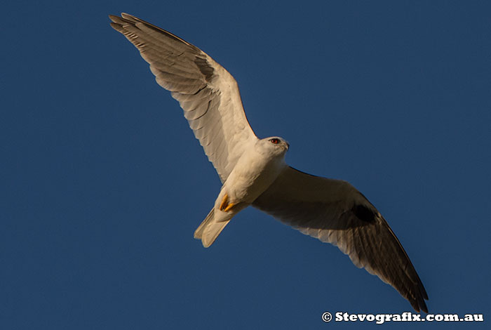 Black-shouldered Kite