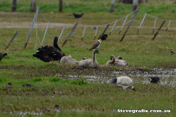 Black Swan and Cygnets