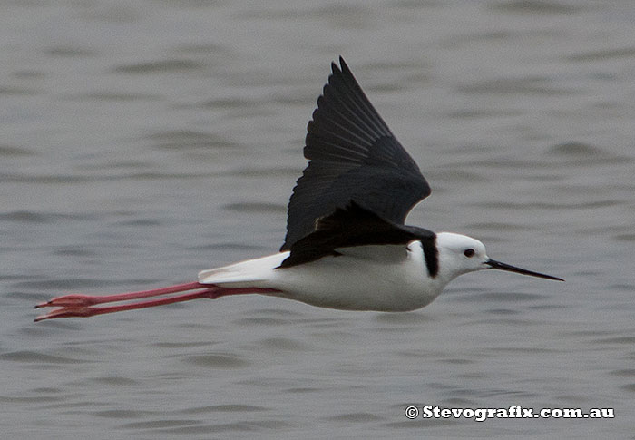 Black-winged Stilt