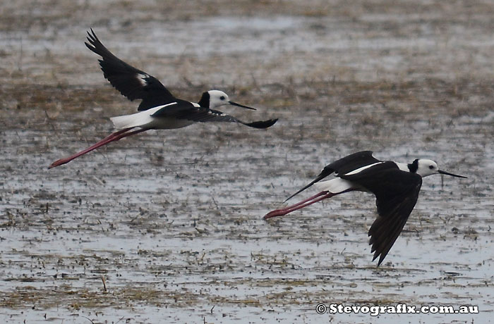 Black-winged Stilts flying.