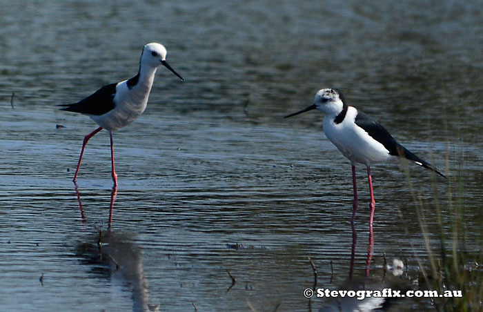 Black-winged Stilts