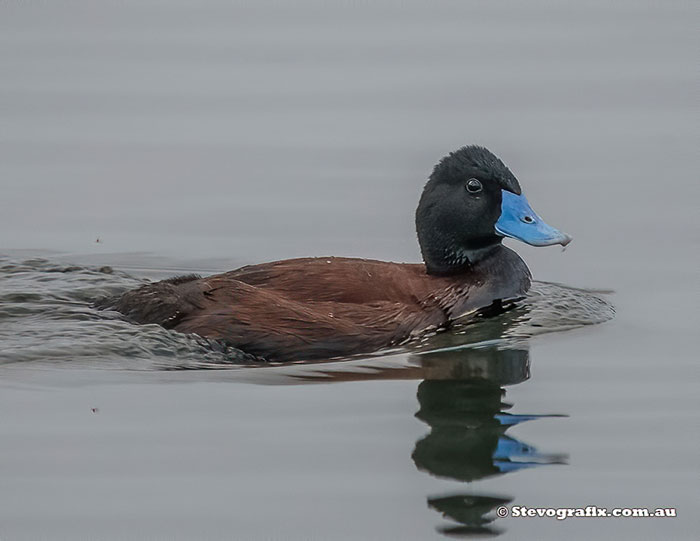 Blue-billed Duck