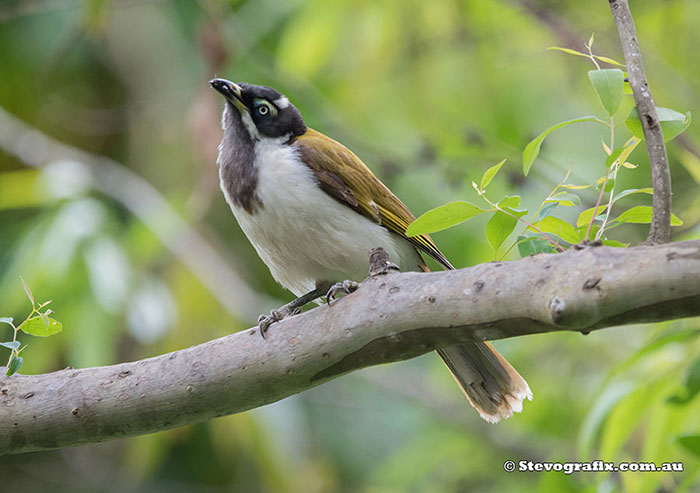 Blue-faced Honeyater