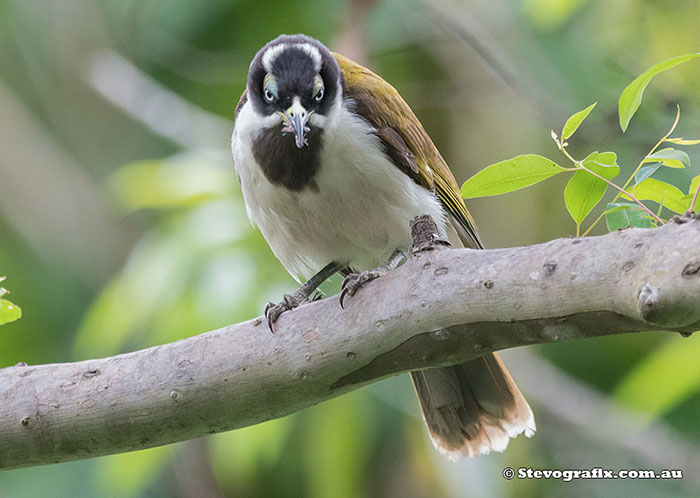 Blue-faced Honeyater