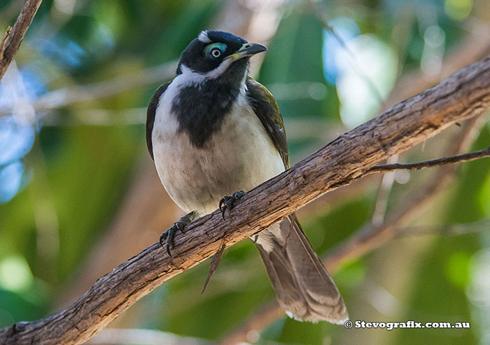 Blue-faced Honeyater